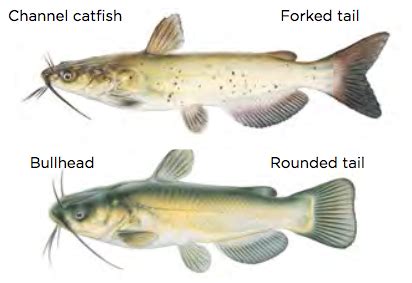 channel catfish vs bullhead